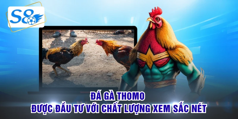 Đá gà Thomo được đầu tư với chất lượng xem sắc nét