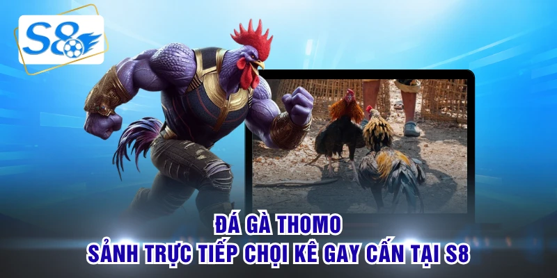 đá gà thomo